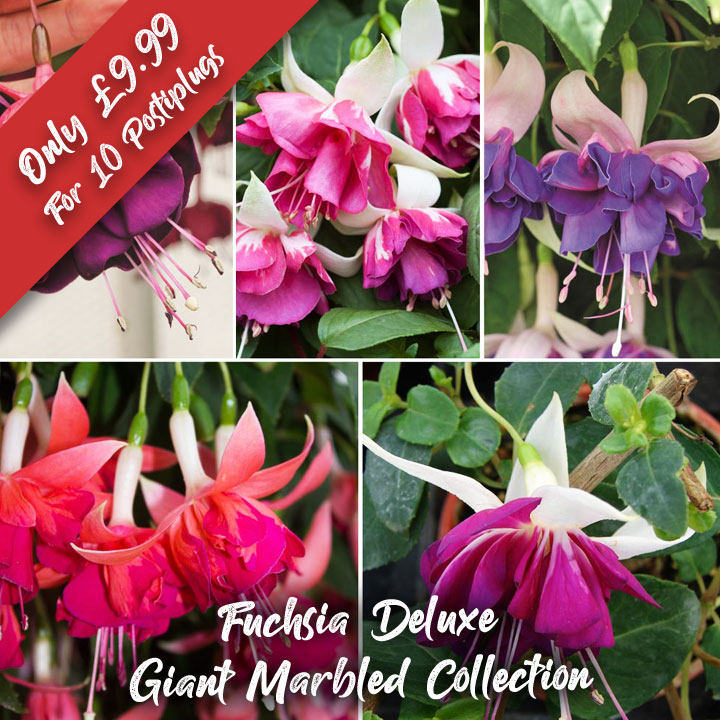 Fuchsia Deluxe Giant Marbled Collection