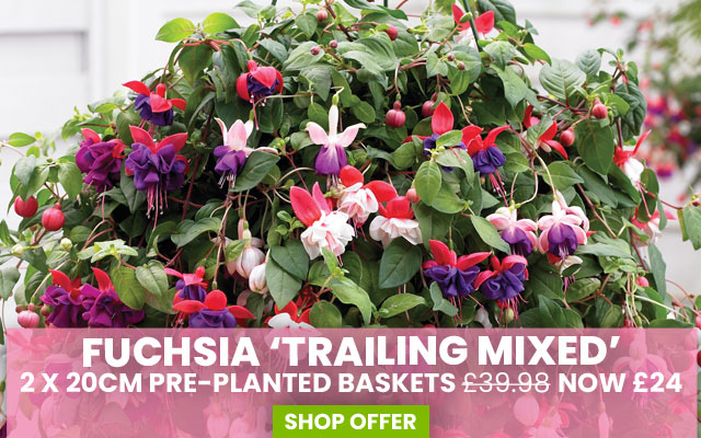 Fuchsia 'Trailing Mixed'