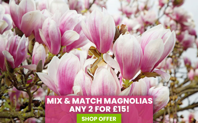 Mix & Match Tree Peonies & Magnolias