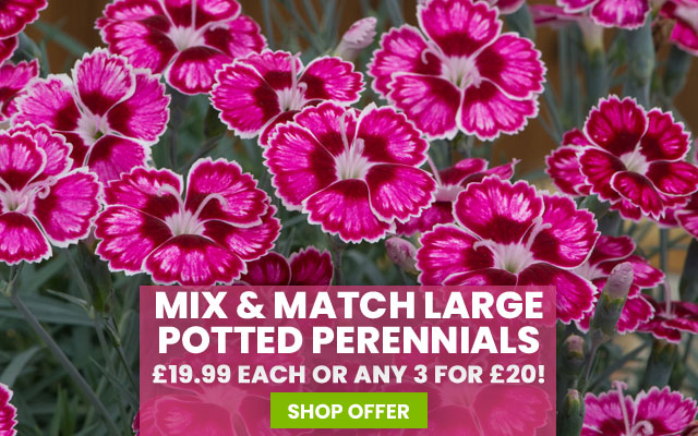 Mix & Match Potted Perennials