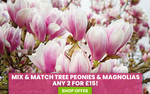 Mix & Match Tree Peonies & Magnolias