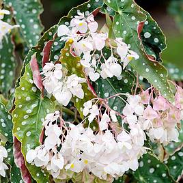 Begonia maculata Wightii