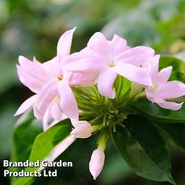Trachelospermum jasminoides Pink
