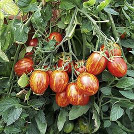 Tomato Seeds - F1 Firecracker (Determinate)