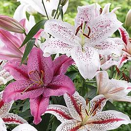 Giant Oriental Lily Collection