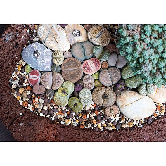 Houseplant Seeds - Lithops (Living Stones) Gem Stones Collection