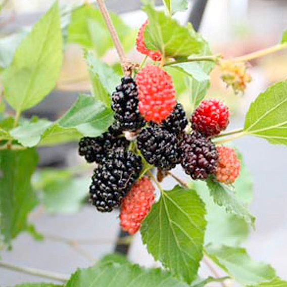 Mulberry 'Charlotte Russe' (Mojo Berry)