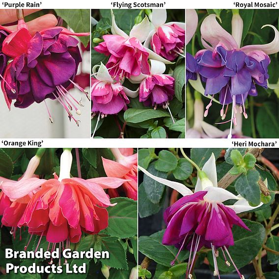 Fuchsia 'Deluxe Giant Marbled' Collection