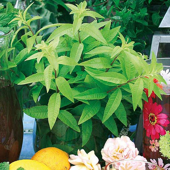 Lemon Verbena 'Freshman' (Botanical Infusions Plants)