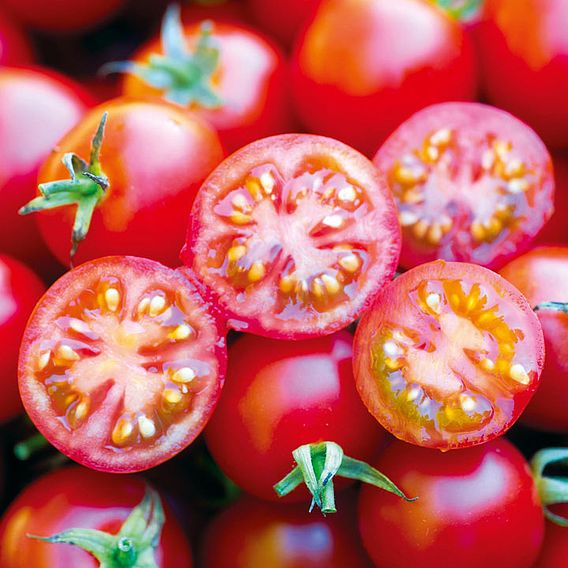 Tomato (Bush) 'Baby Boomer'