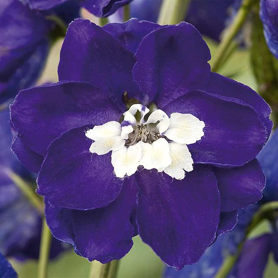 Delphinium 'Dark Blue & White Bee'