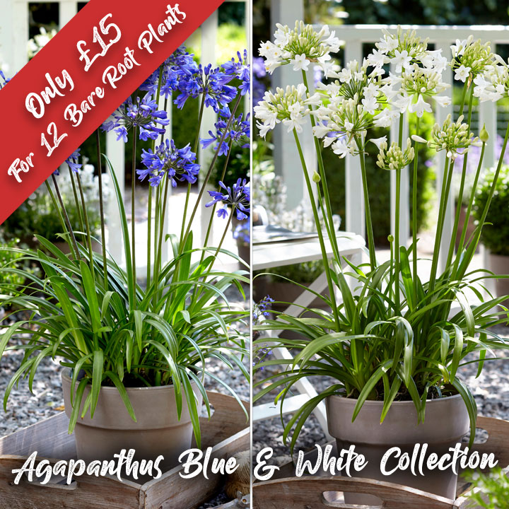 Agapanthus Blue and White Collection