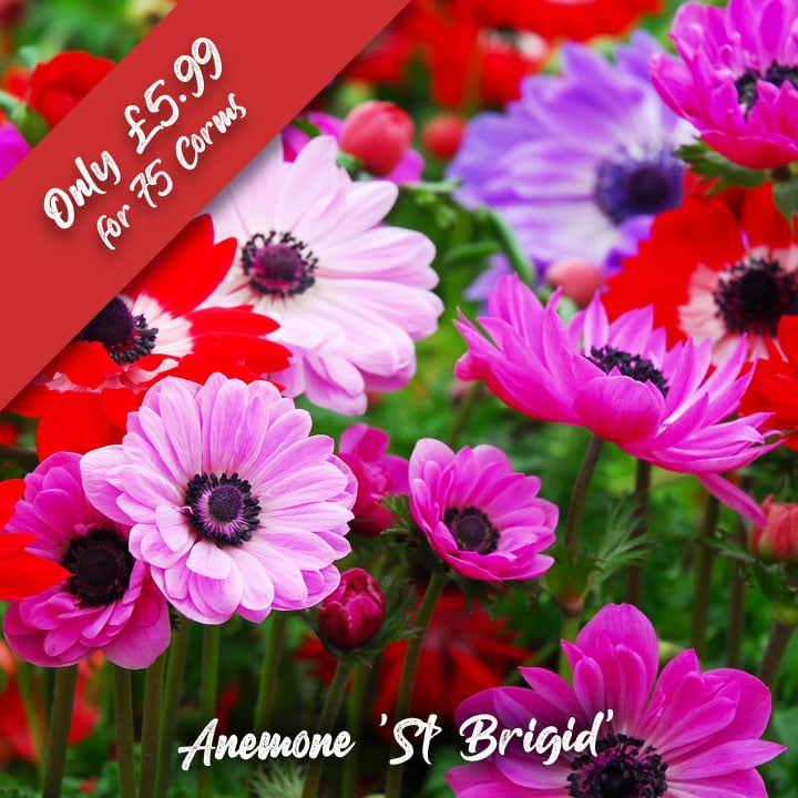 Suttons Seeds - Deal of the week