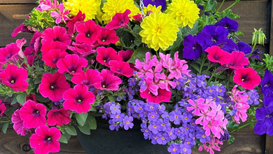 Pre-Planted Hanging Baskets