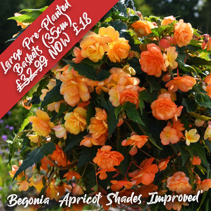 DOTW Begonia x tuberhybrida 'Apricot Shades Improved'
