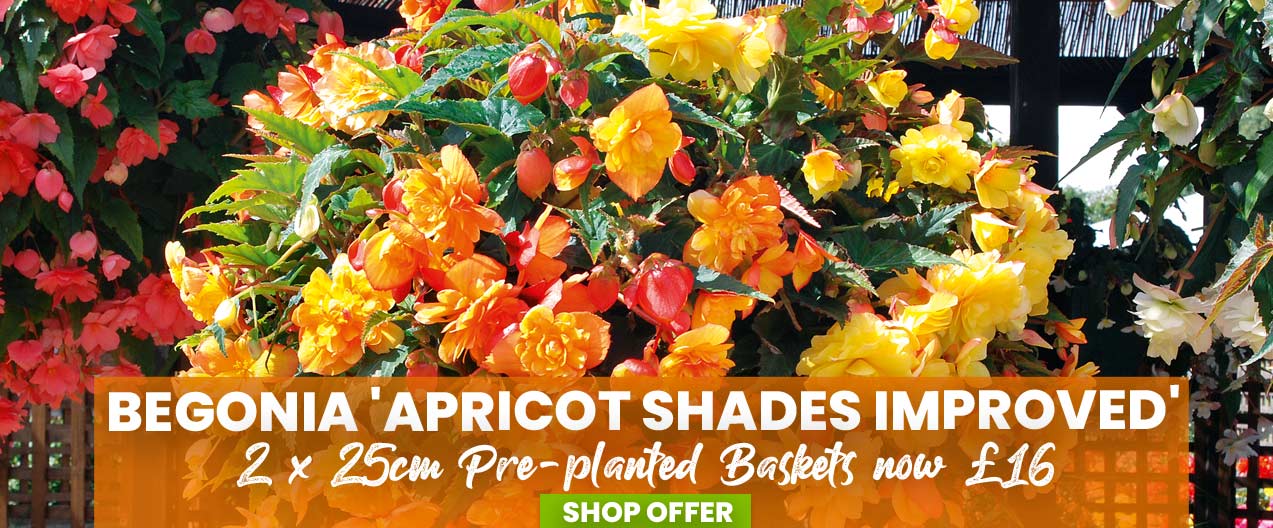 Begonia 'Apricot Shades Improved'