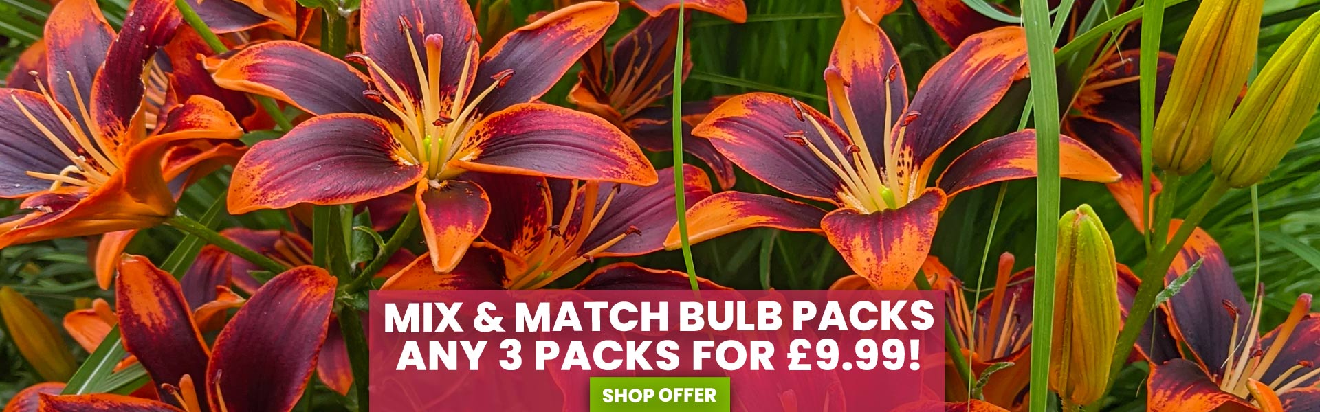 Mix & Match Bulb Packs