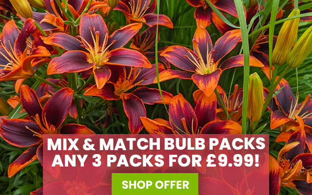 Mix & Match Bulb Packs