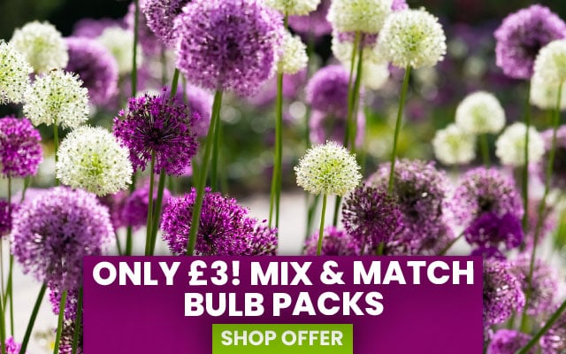 Mix & Match Bulbs - ONLY £3 a pack