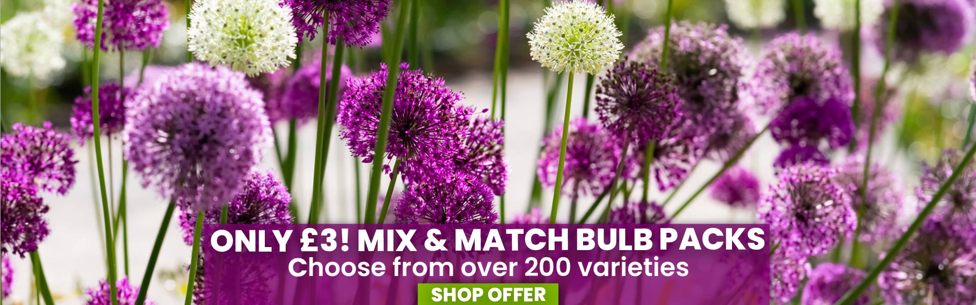 Mix & Match Bulbs - ONLY £3 a pack