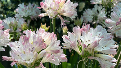 Drought Tolerant Plants