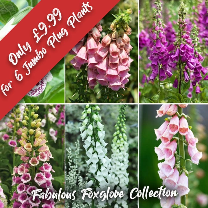 DOTW Fabulous Foxglove Collection