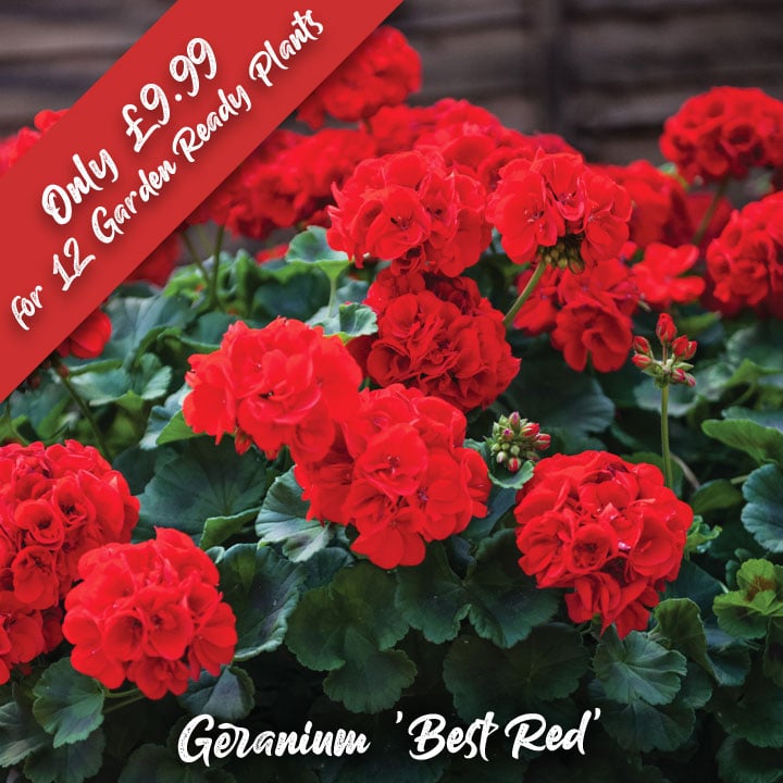 DOTW Geranium 'Best Red'