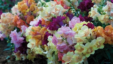 Garden Ready Plug Plants