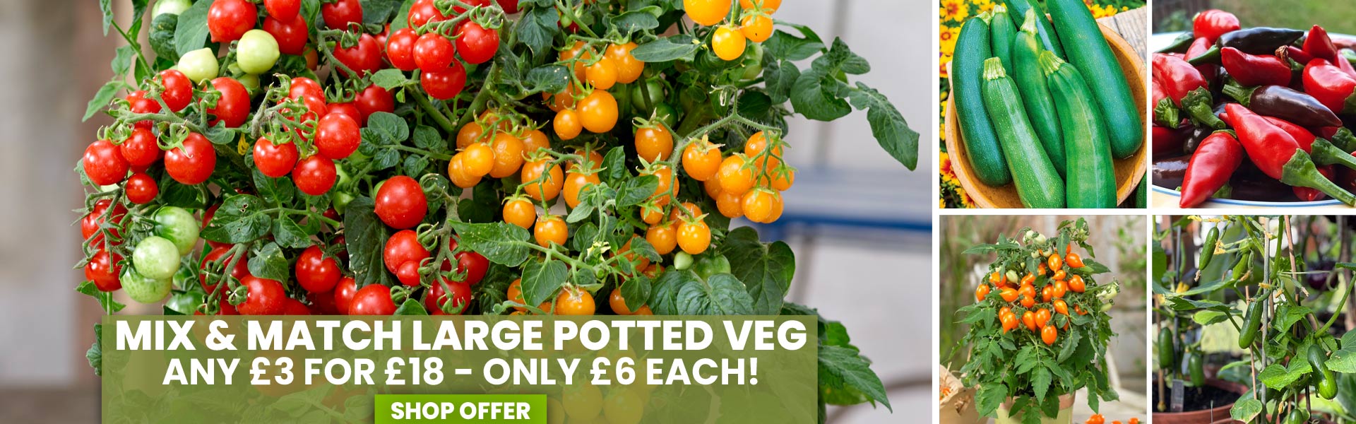 Potted Veg