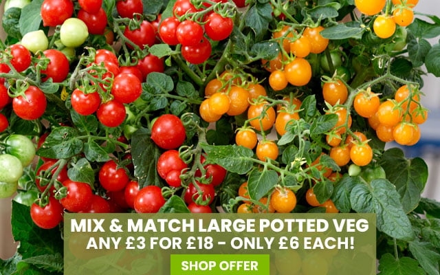 Potted Veg