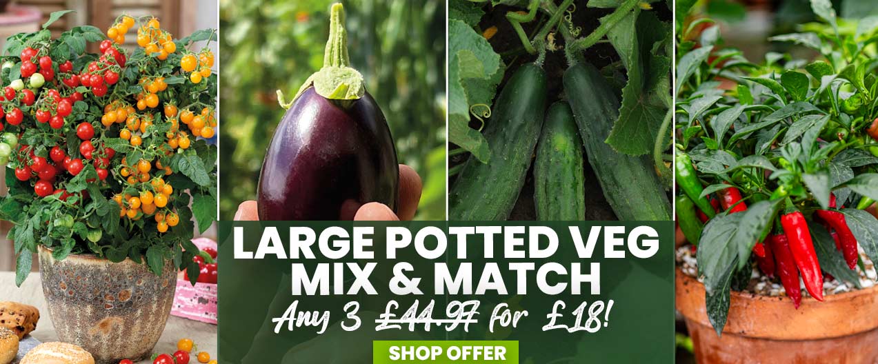Potted Vegetable Pick & Mix Offer