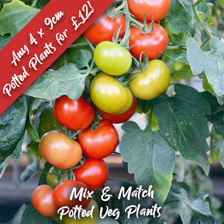 DOTW Mix & Match Veg