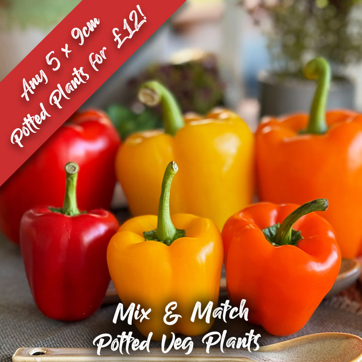 DOTW Mix & Match Veg