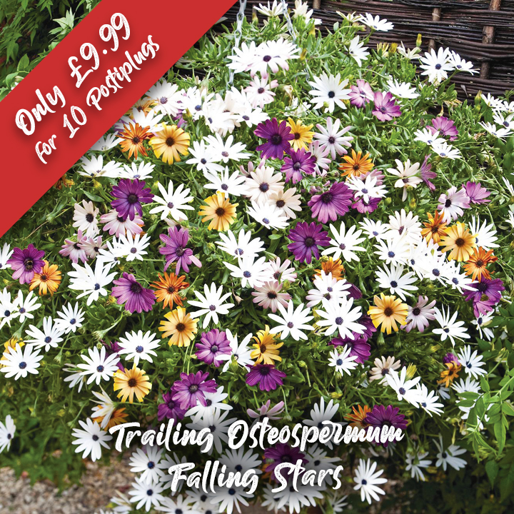 Osteospermum 'Falling Stars™'