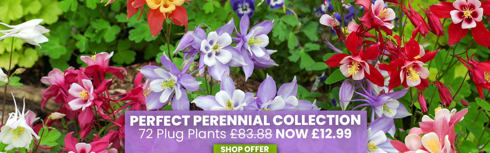 Best Value Rainbow Perennial Collection