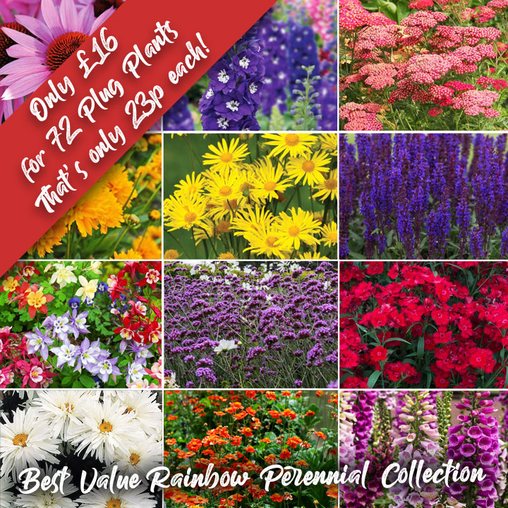 DOTW Best Value Rainbow Perennial Collection
