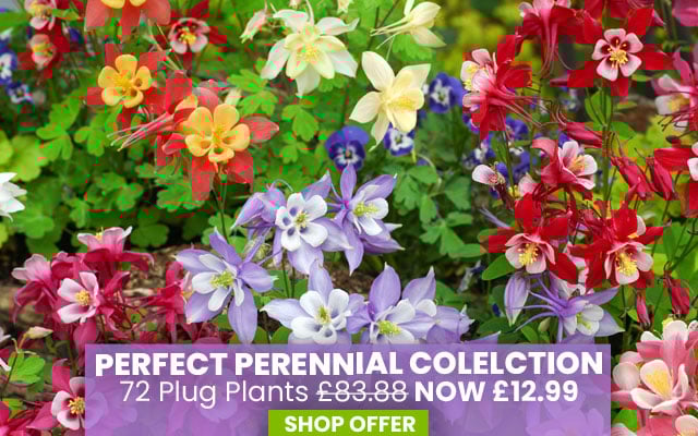 Best Value Rainbow Perennial Collection