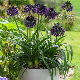 Popular Perennial Plants