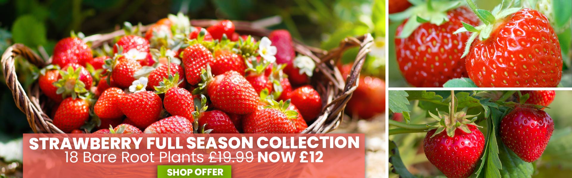 Strawberry Full Season Collection