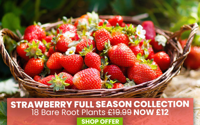 Strawberry Full Season Collection