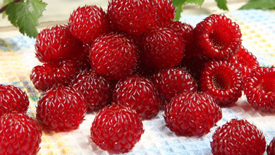 Summer Fruits