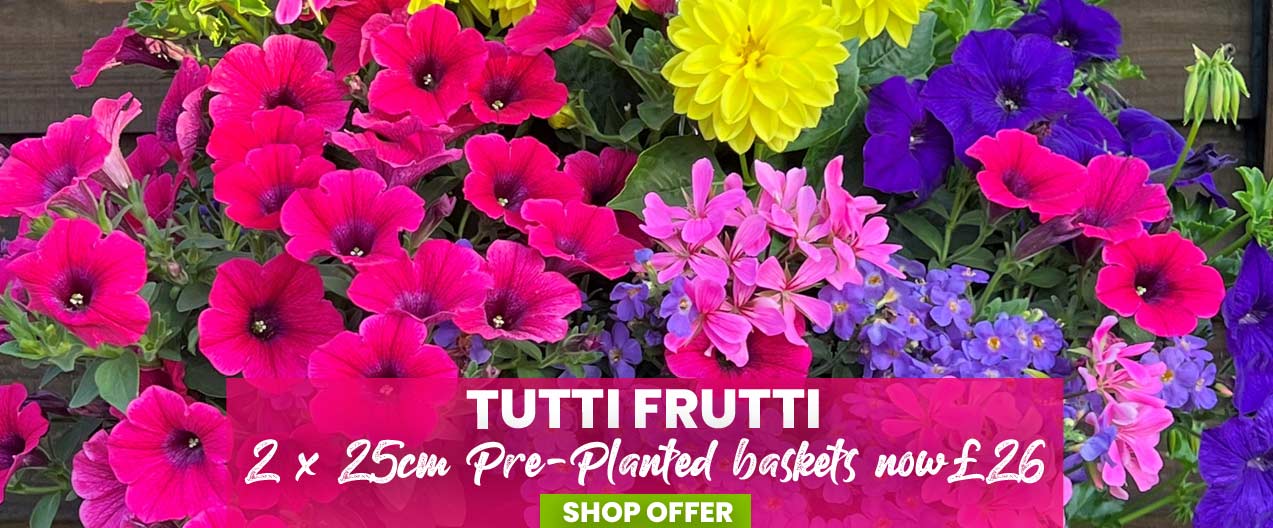 Tutti Frutti Pre-Planted Basket