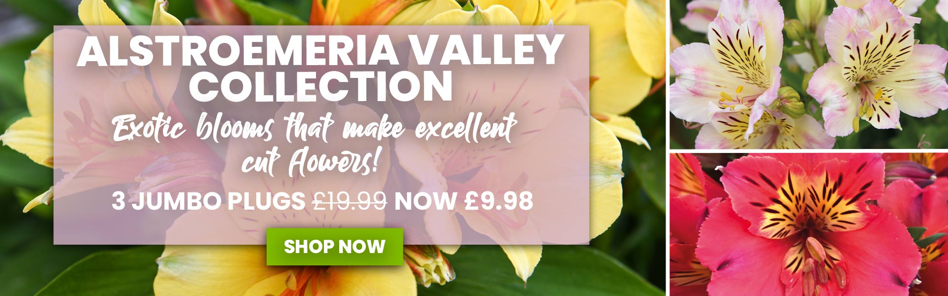 Alstroemeria Valley Collection