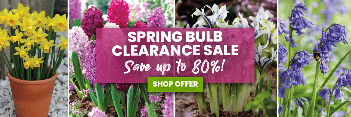 Spring Bulb Clearance Sale