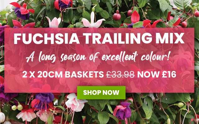 Fuchsia Trailing Mix