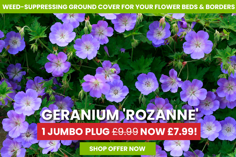 Geranium 'Rozanne'