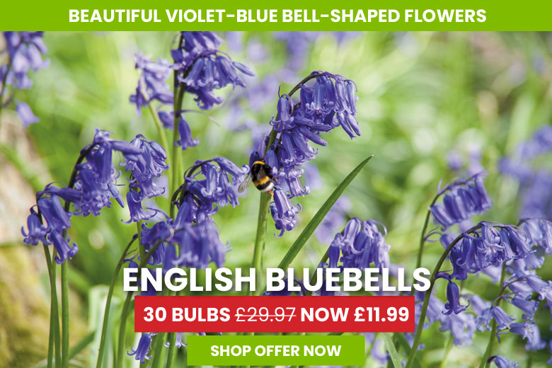 English Bluebells