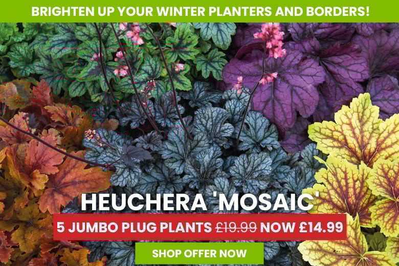 Heuchera 'Mosaic'