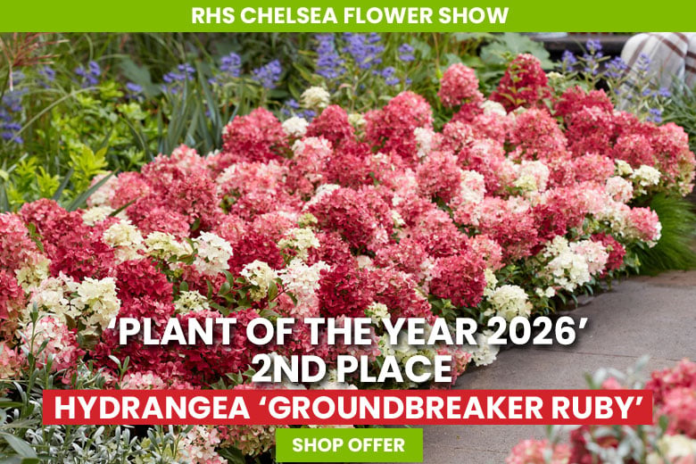 Hydrangea paniculata 'Groundbreaker Ruby'