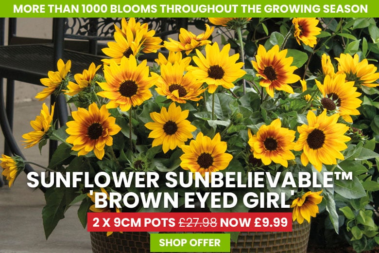 Sunflower SunBelievable™ 'Brown Eyed Girl'